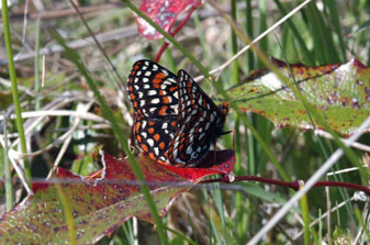 Photo of Taylor’s Checkerspot Butterfly