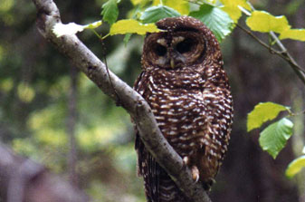 Photo of a Northern Spotted Owl