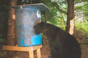 Photo of Black Bear Feeding