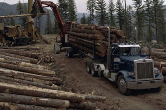 Photo of logging operations